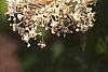 Ceanothus americanus, flowers