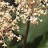 Ceanothus americanus, flowers