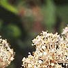 Ceanothus americanus, flowers