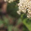 Ceanothus americanus, flowers