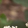Ceanothus americanus, flowers