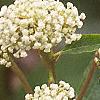 Ceanothus americanus, flowers