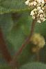 Ceanothus americanus, flowers