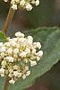 Ceanothus americanus, flowers