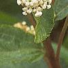 Ceanothus americanus, flowers