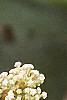 Ceanothus americanus, flowers