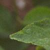 Ceanothus americanus, flowers