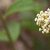 Ceanothus americanus, flowers
