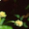 Ceanothus americanus, flowers