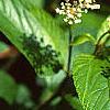 Ceanothus americanus, flowers