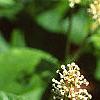 Ceanothus americanus, flowers