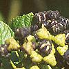 Ceanothus americanus, fruit