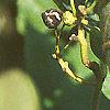 Ceanothus americanus, fruit