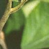 Ceanothus americanus, fruit
