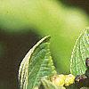 Ceanothus americanus, fruit
