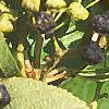 Ceanothus americanus, fruit