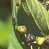 Ceanothus americanus, fruit