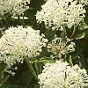 Ceanothus obovatus, flowers