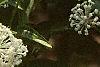 Ceanothus obovatus, flowers