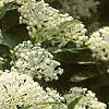 Ceanothus obovatus, flowers