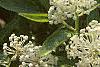 Ceanothus obovatus, flowers