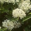 Ceanothus obovatus, flowers
