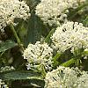 Ceanothus obovatus, flowers