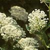 Ceanothus obovatus, flowers