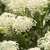 Ceanothus obovatus, flowers