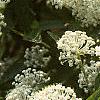 Ceanothus obovatus, flowers