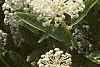 Ceanothus obovatus, flowers