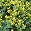 Alchemilla mollis, habit