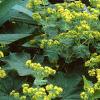 Alchemilla mollis, habit