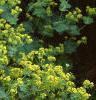 Alchemilla mollis, habit