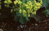 Alchemilla mollis, habit