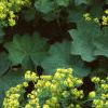 Alchemilla mollis, habit