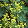 Alchemilla mollis, habit
