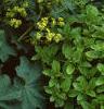 Alchemilla mollis, habit