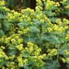 Alchemilla mollis, habit