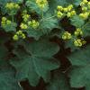 Alchemilla mollis, habit