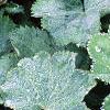 Alchemilla mollis, leaves