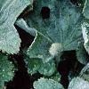 Alchemilla mollis, leaves