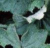 Alchemilla mollis, leaves