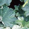 Alchemilla mollis, leaves