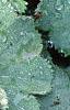 Alchemilla mollis, leaves
