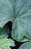 Alchemilla mollis, leaves