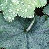 Alchemilla mollis, leaves