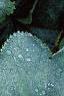 Alchemilla mollis, leaves