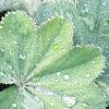 Alchemilla mollis, leaves