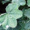 Alchemilla mollis, leaves